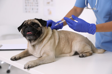 Photo of Professional veterinarian vaccinating cute pug dog in clinic, closeup