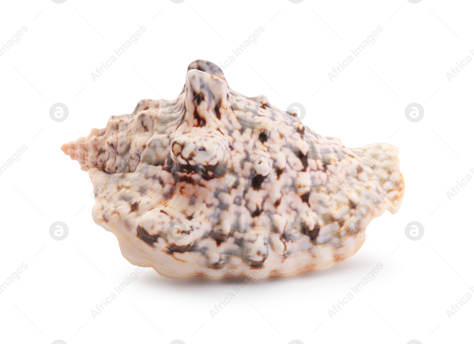 Photo of Beautiful seashell isolated on white. Beach object