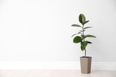 Photo of Ficus on floor near white wall, space for text. Home plants
