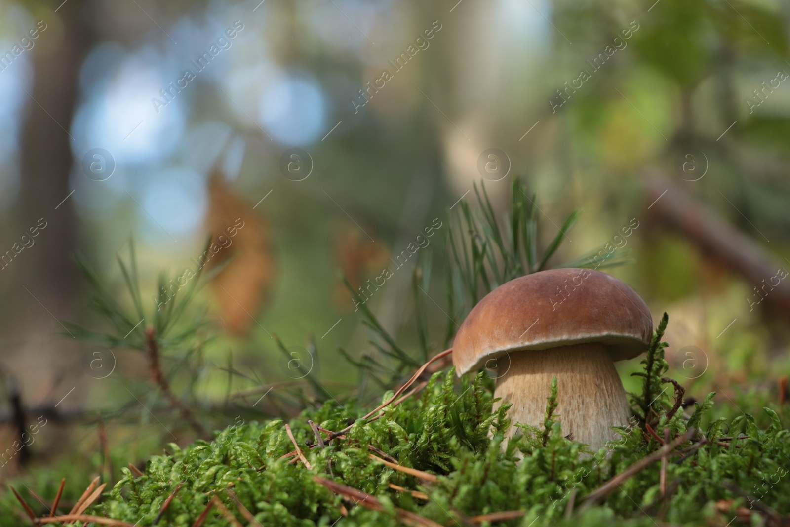 Photo of Porcini mushroom growing in forest. Space for text