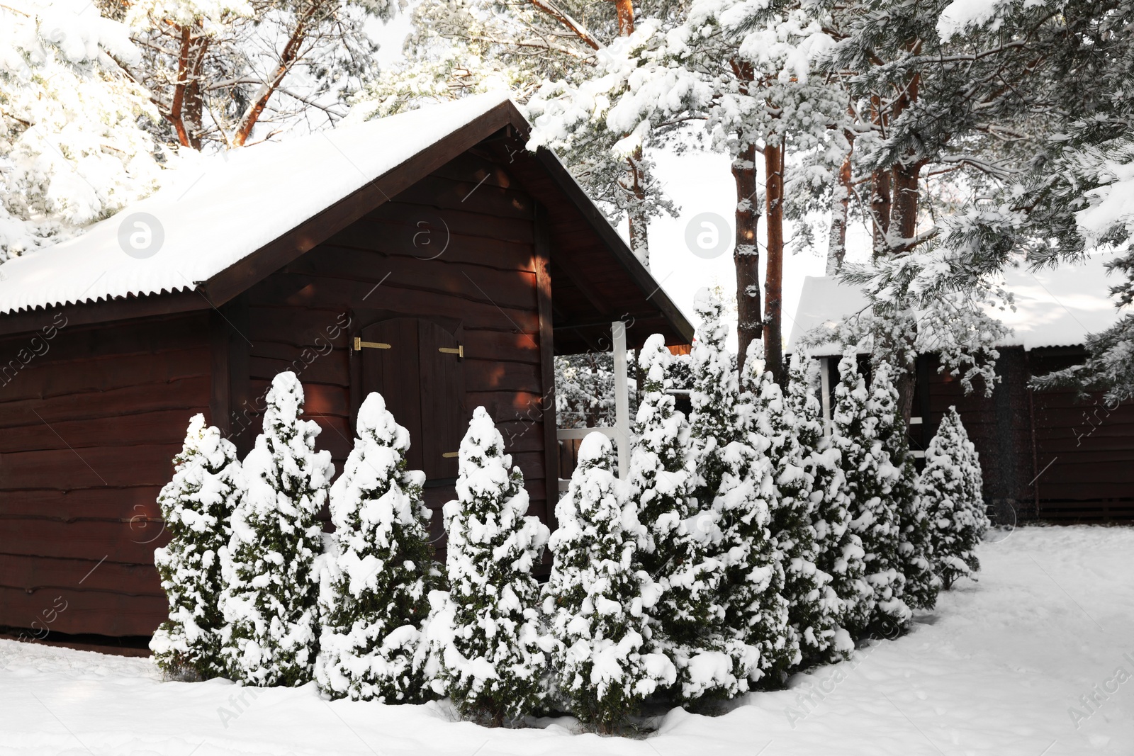 Photo of Winter landscape with wooden house, trees and bushes in morning