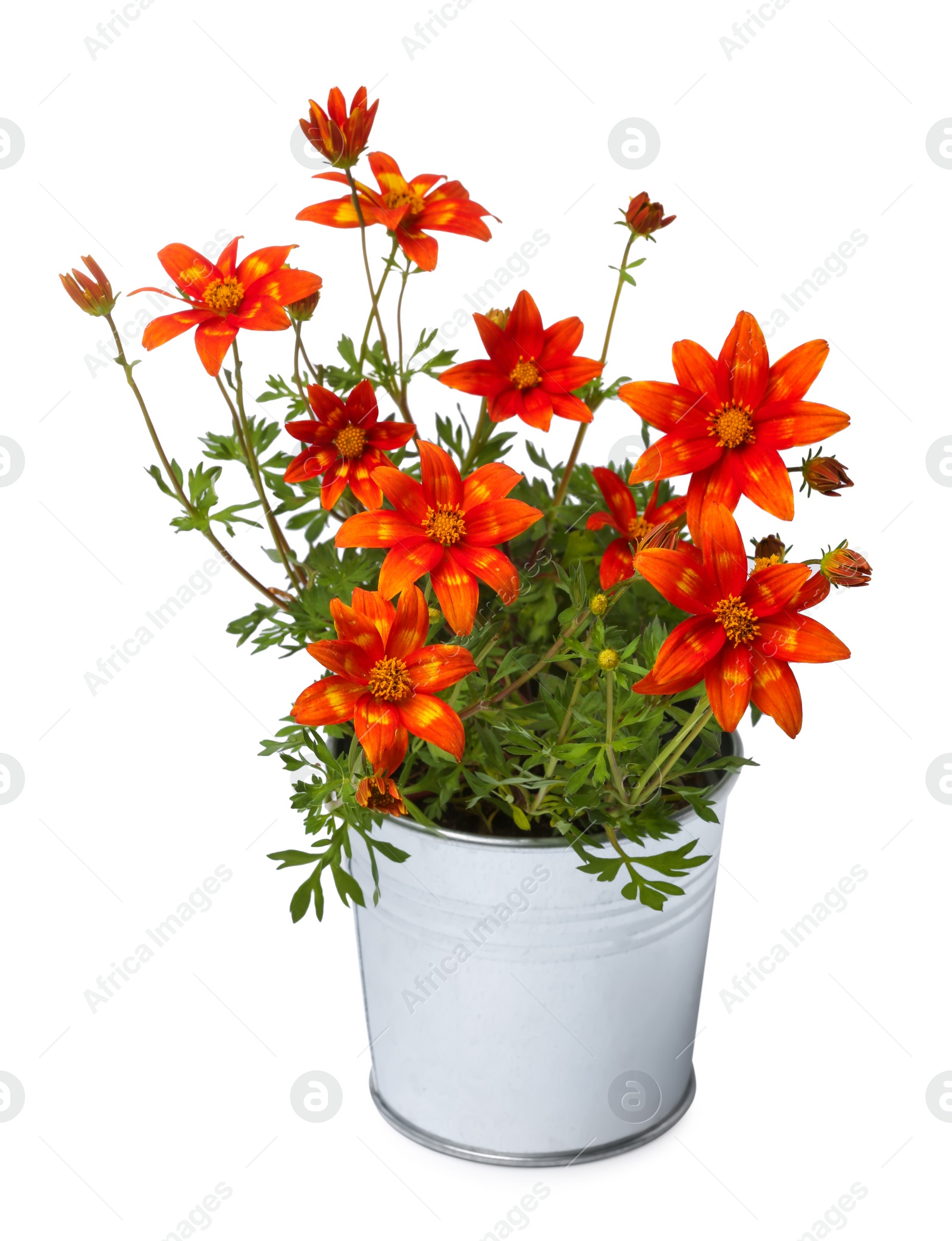 Photo of Beautiful bidens ferulifolia flowers in metal pot isolated on white