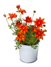 Photo of Beautiful bidens ferulifolia flowers in metal pot isolated on white