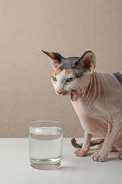 Photo of Beautiful Sphynx cat on white table against beige background
