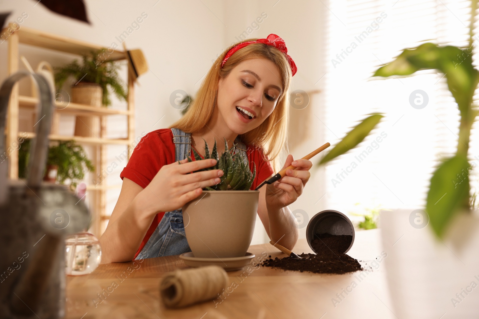 Photo of Young woman potting succulent plant at home. Engaging hobby