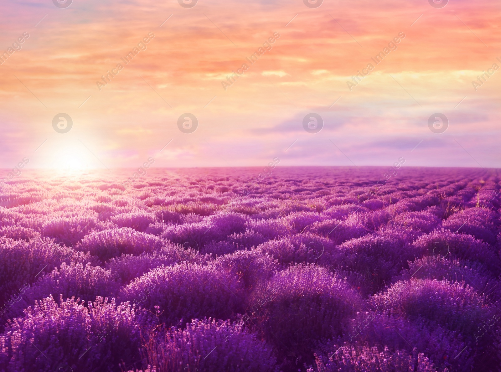 Image of Beautiful view of blooming lavender field at sunset 