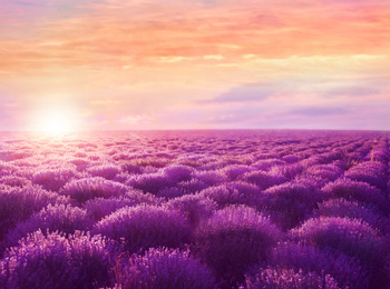 Image of Beautiful view of blooming lavender field at sunset 