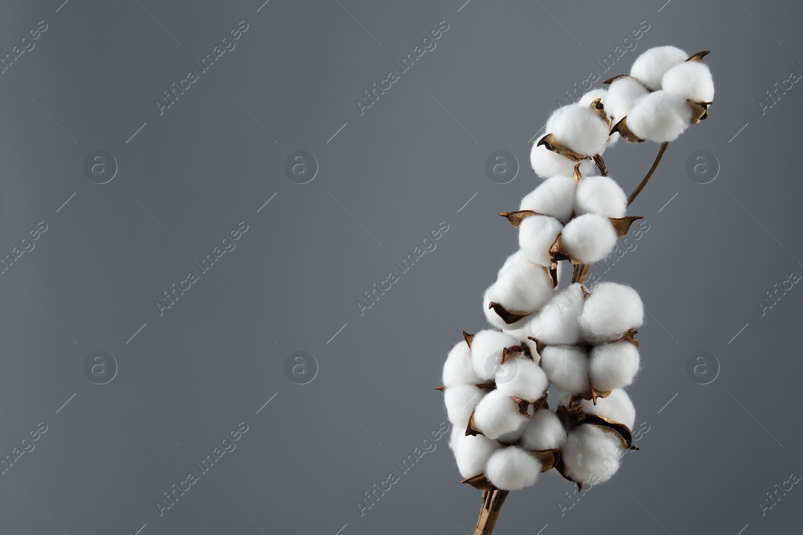 Photo of Beautiful cotton branch with fluffy flowers on grey background, space for text