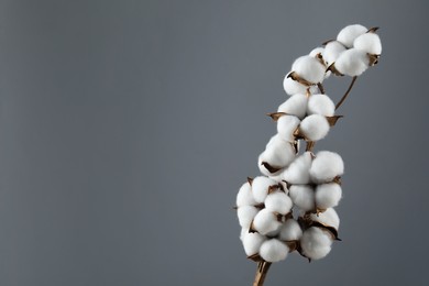 Beautiful cotton branch with fluffy flowers on grey background, space for text