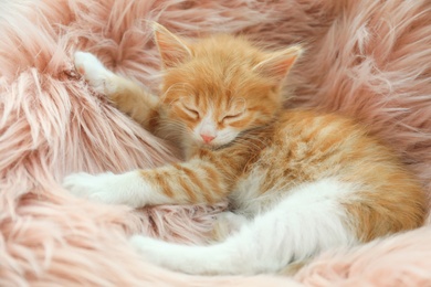 Photo of Cute little red kitten sleeping on pink furry blanket