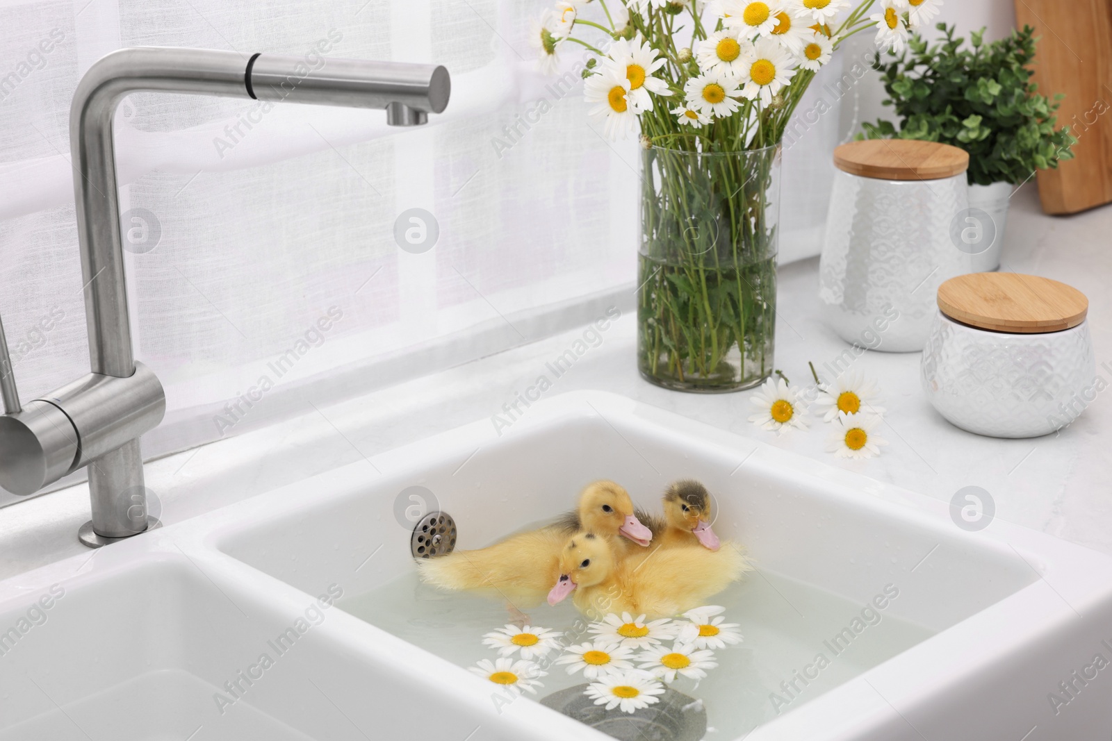 Photo of Cute fluffy ducklings swimming in sink with chamomiles indoors. Baby animals