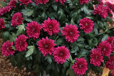 Photo of Beautiful chrysanthemum plant with pink flowers, closeup