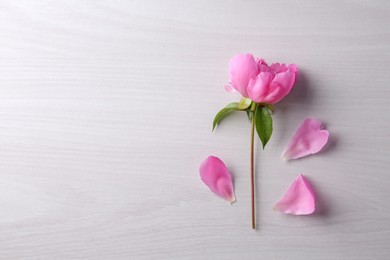 Beautiful pink peony flower and petals on white wooden table, top view. Space for text