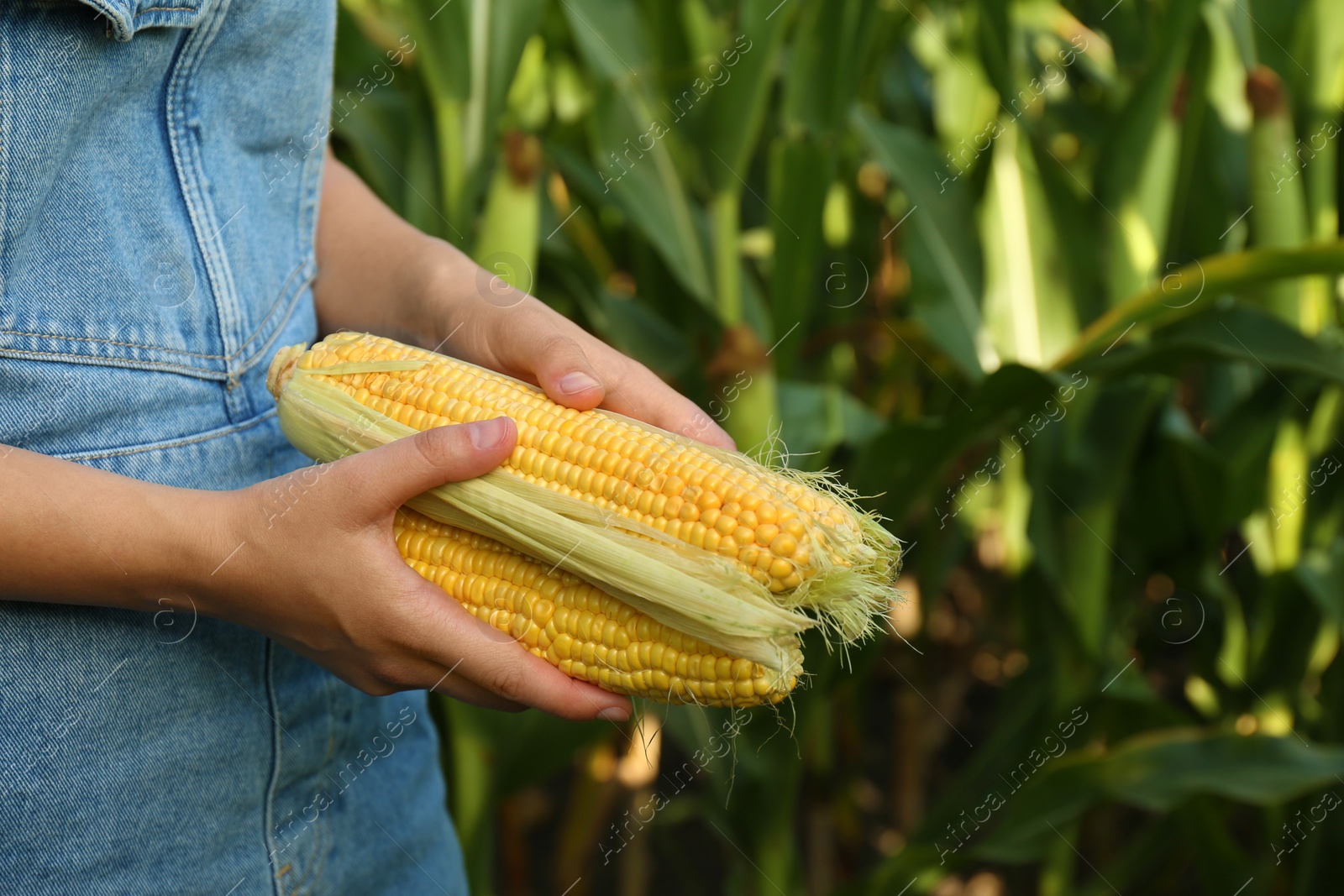 Photo of Woman holding fresh ripe corn on field, closeup