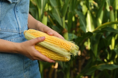 Woman holding fresh ripe corn on field, closeup