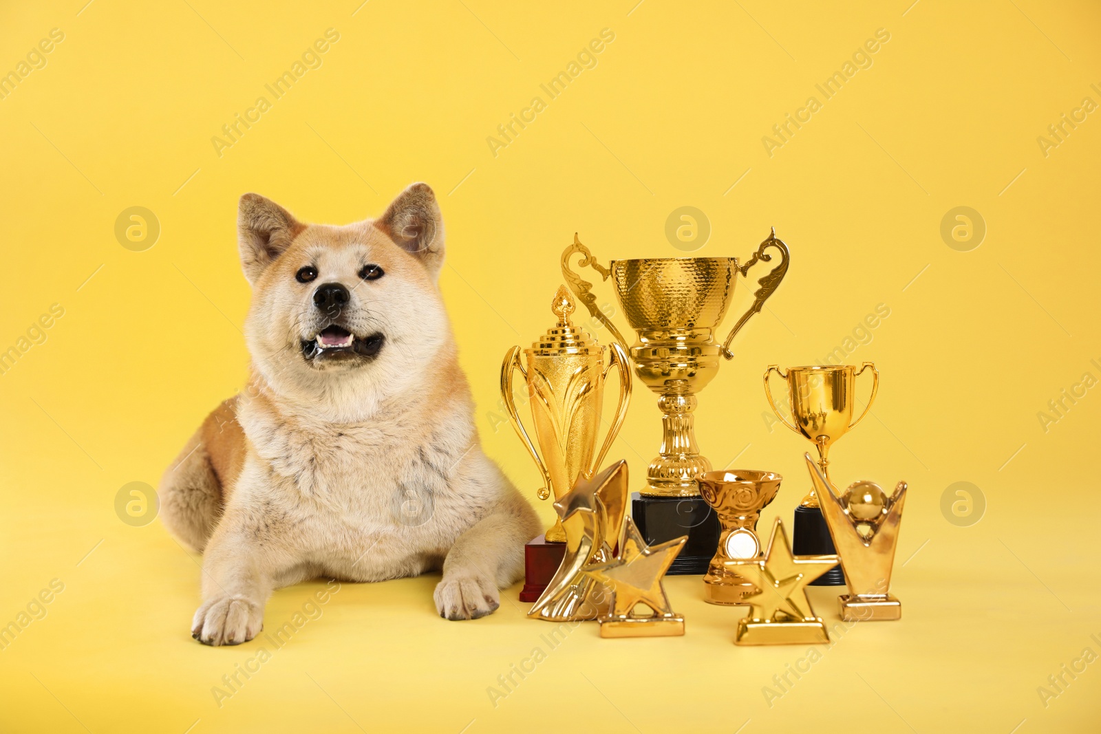 Photo of Adorable Akita Inu dog with champion trophies on yellow background