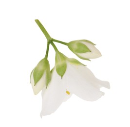 Beautiful jasmine flower and buds isolated on white