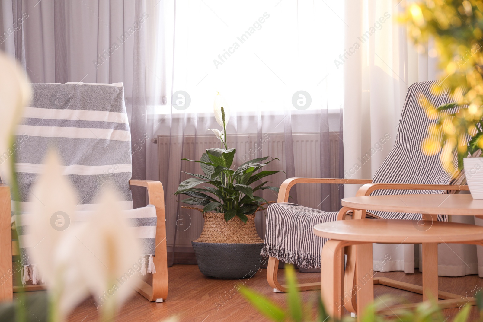 Photo of Beautiful potted plants in stylish room interior. Design elements