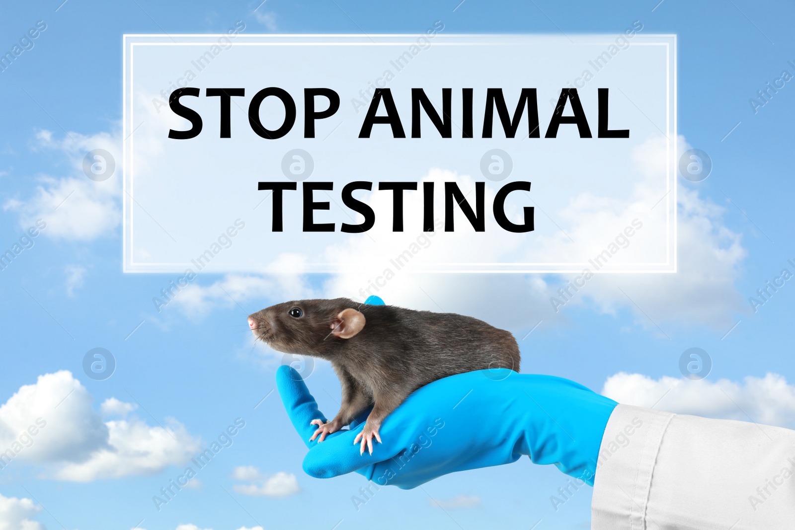 Image of STOP ANIMAL TESTING. Scientist holding laboratory rat against blue sky, closeup
