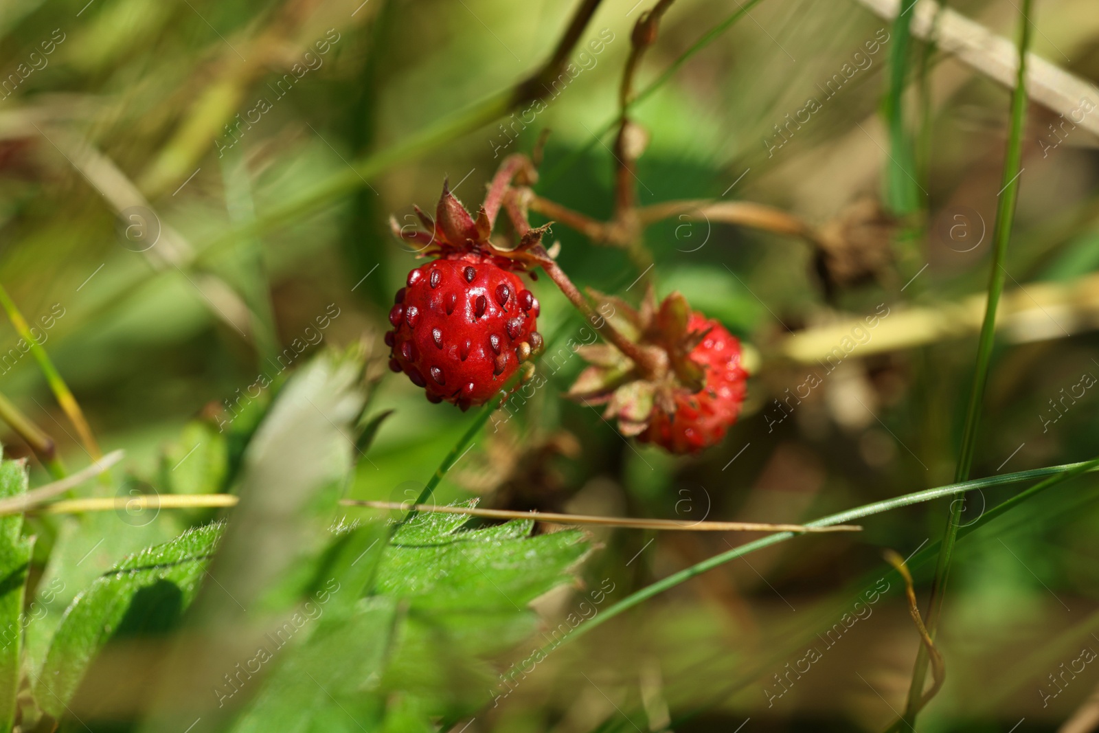 Photo of Small wild strawberries growing outdoors on sunny day