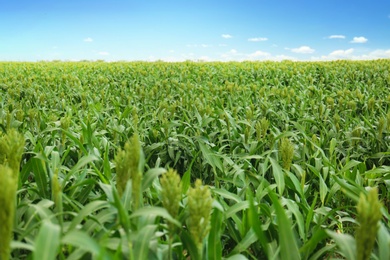 Photo of Green corn plants growing on field, space for text. Organic farming