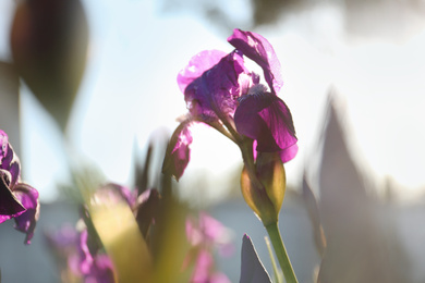 Photo of Beautiful blossoming iris outdoors on sunny spring day