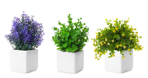 Image of Set of artificial plants in flower pots isolated on white. Banner design