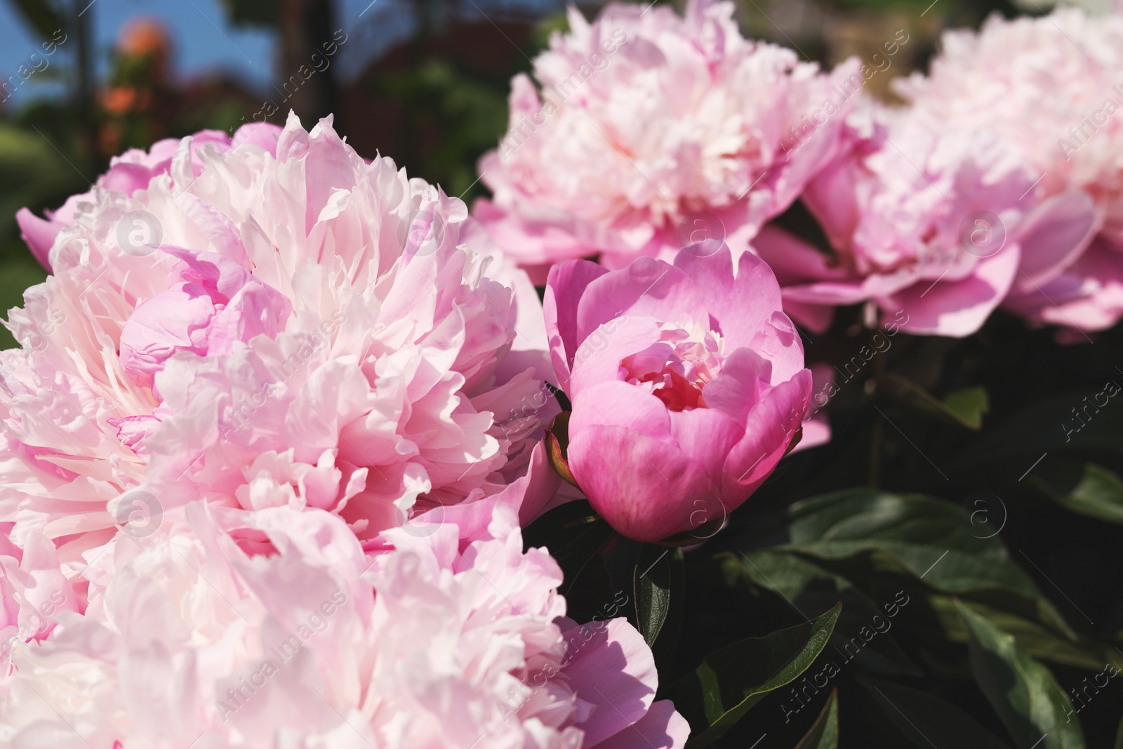 Photo of Wonderful pink peonies in garden outdoors, closeup