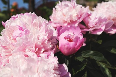 Wonderful pink peonies in garden outdoors, closeup