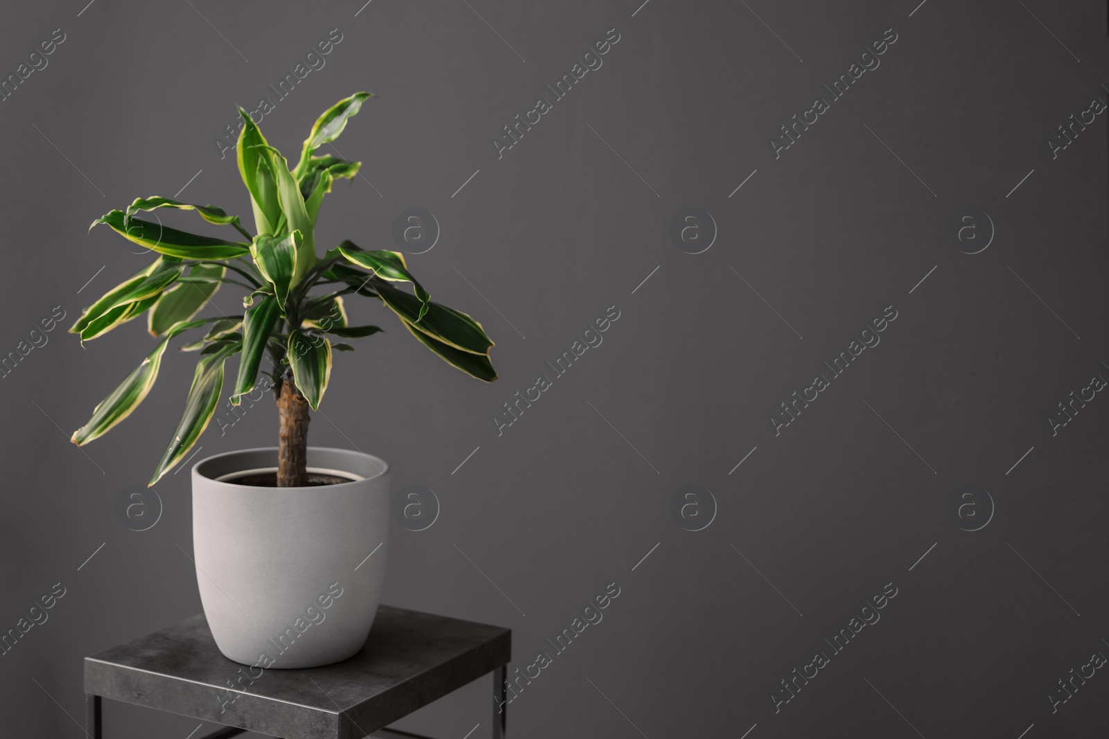 Photo of Beautiful tropical plant on table in room, space for text. Element of interior design