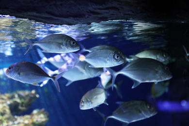 Photo of School of  beautiful silver fish in clear aquarium