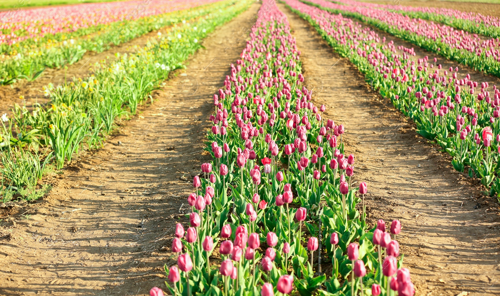 Photo of Picturesque view of field with blossoming tulips on sunny spring day