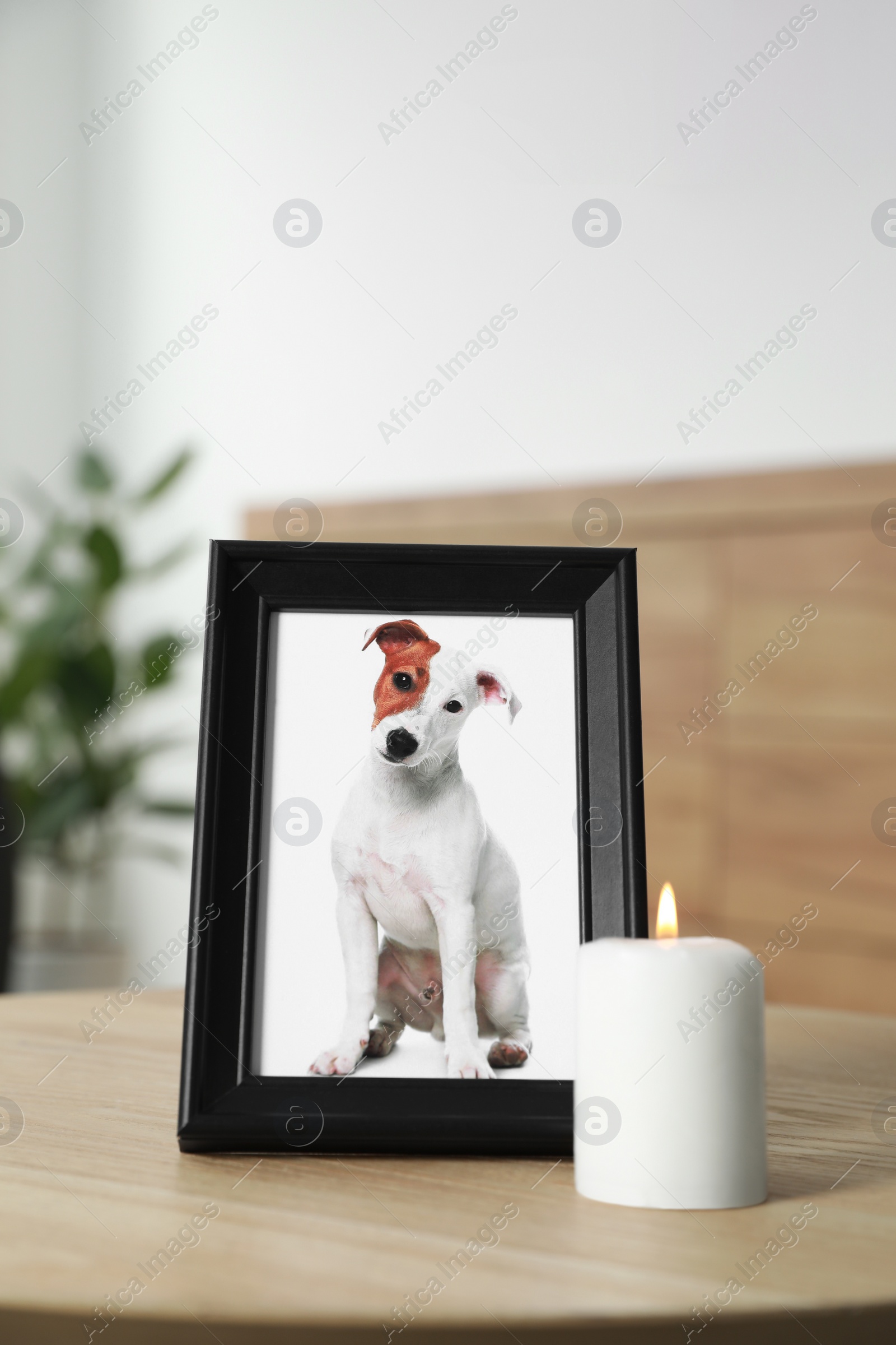 Photo of Frame with picture of dog and burning candle on wooden table indoors. Pet funeral