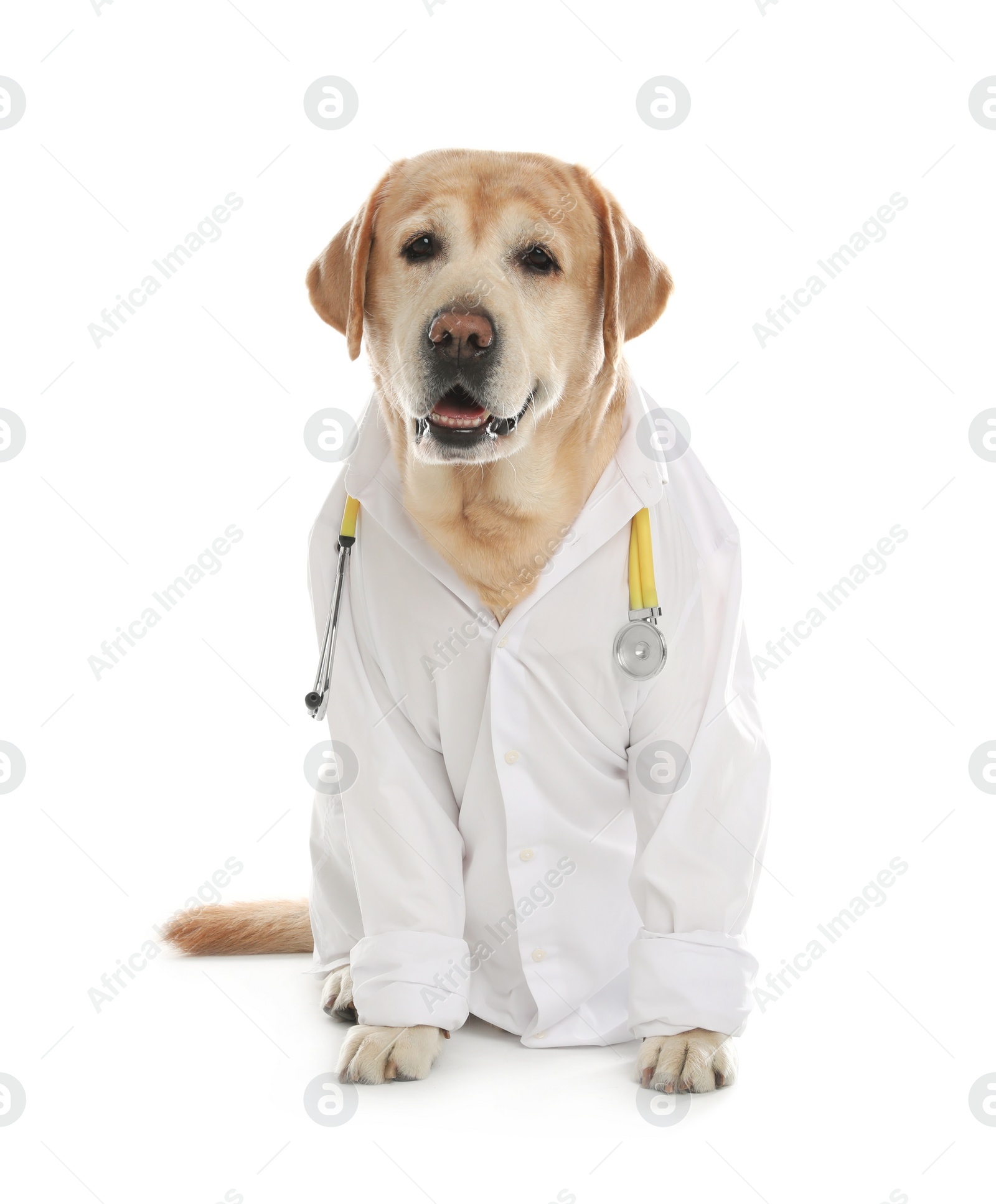 Photo of Cute Labrador dog in uniform with stethoscope as veterinarian on white background