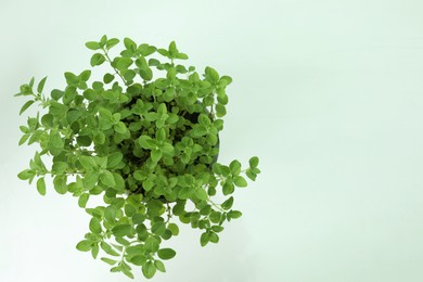 Fresh potted oregano on white background, top view. Space for text