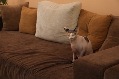 Photo of Adorable Sphynx cat sitting on sofa indoors