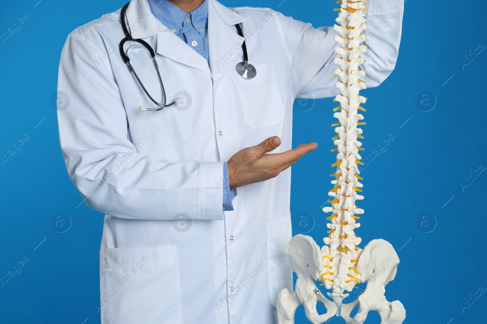 Photo of Male orthopedist with human spine model against blue background, closeup