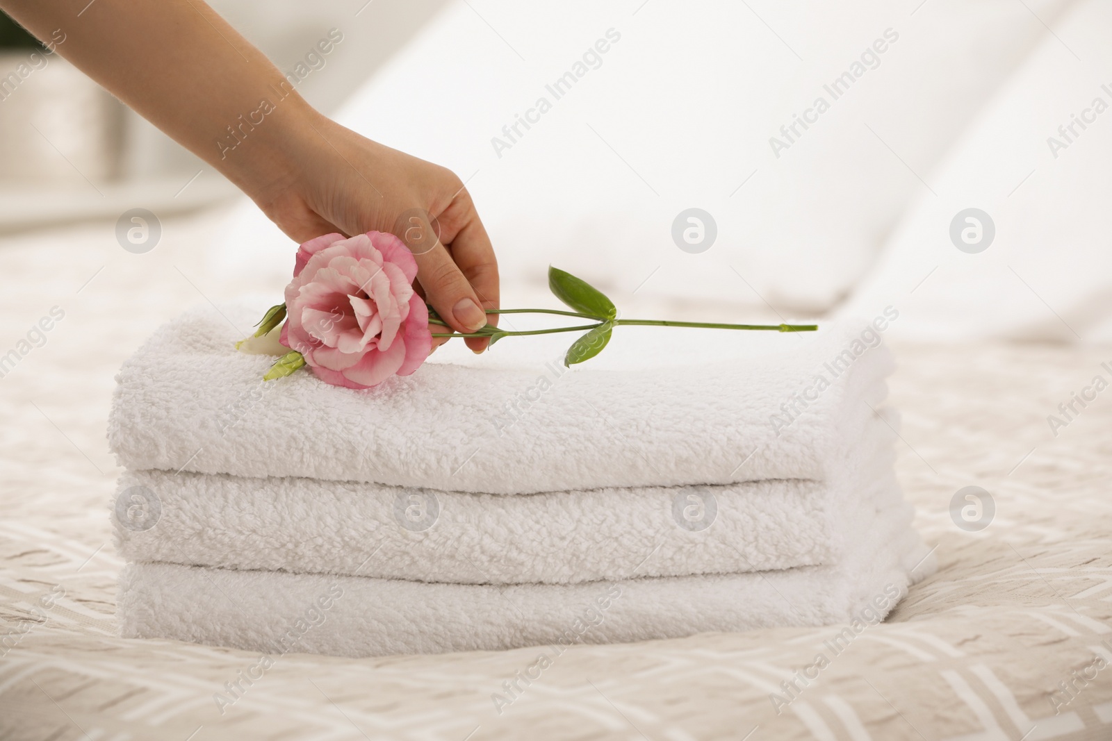 Photo of Woman putting Eustoma flower on folded towels in bedroom, closeup