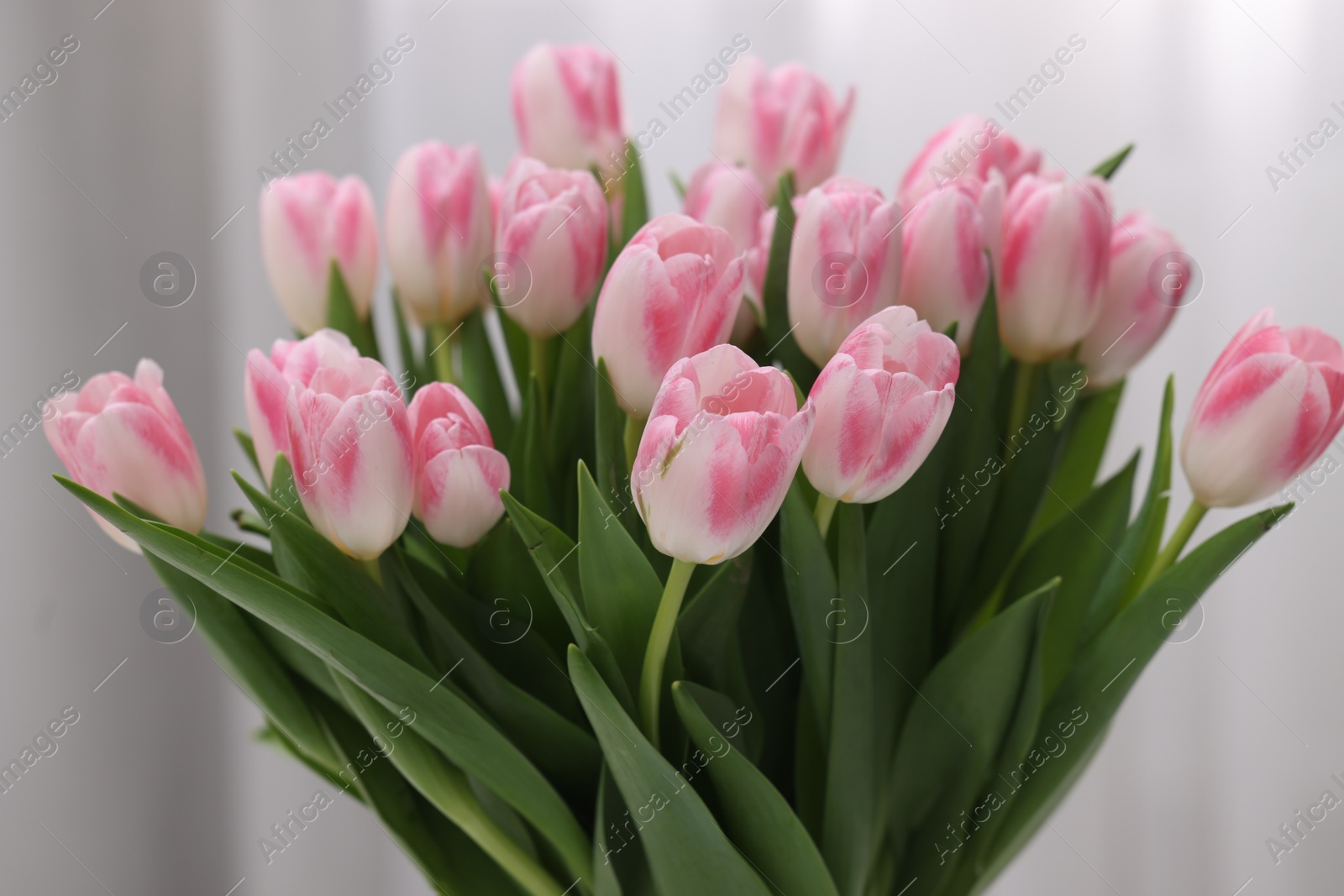 Photo of Beautiful bouquet of fresh pink tulips on blurred background, closeup