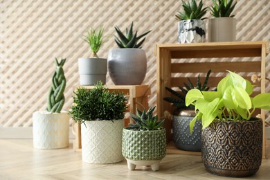 Photo of Many beautiful potted plants on floor indoors. Floral house decor