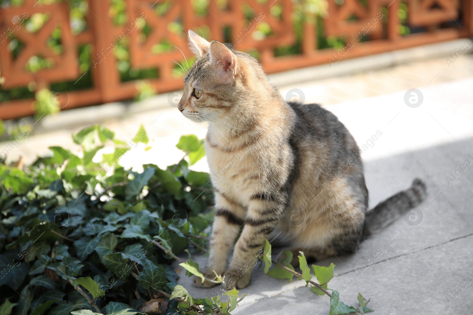 Photo of Lonely stray cat near green plant on city street. Homeless pet