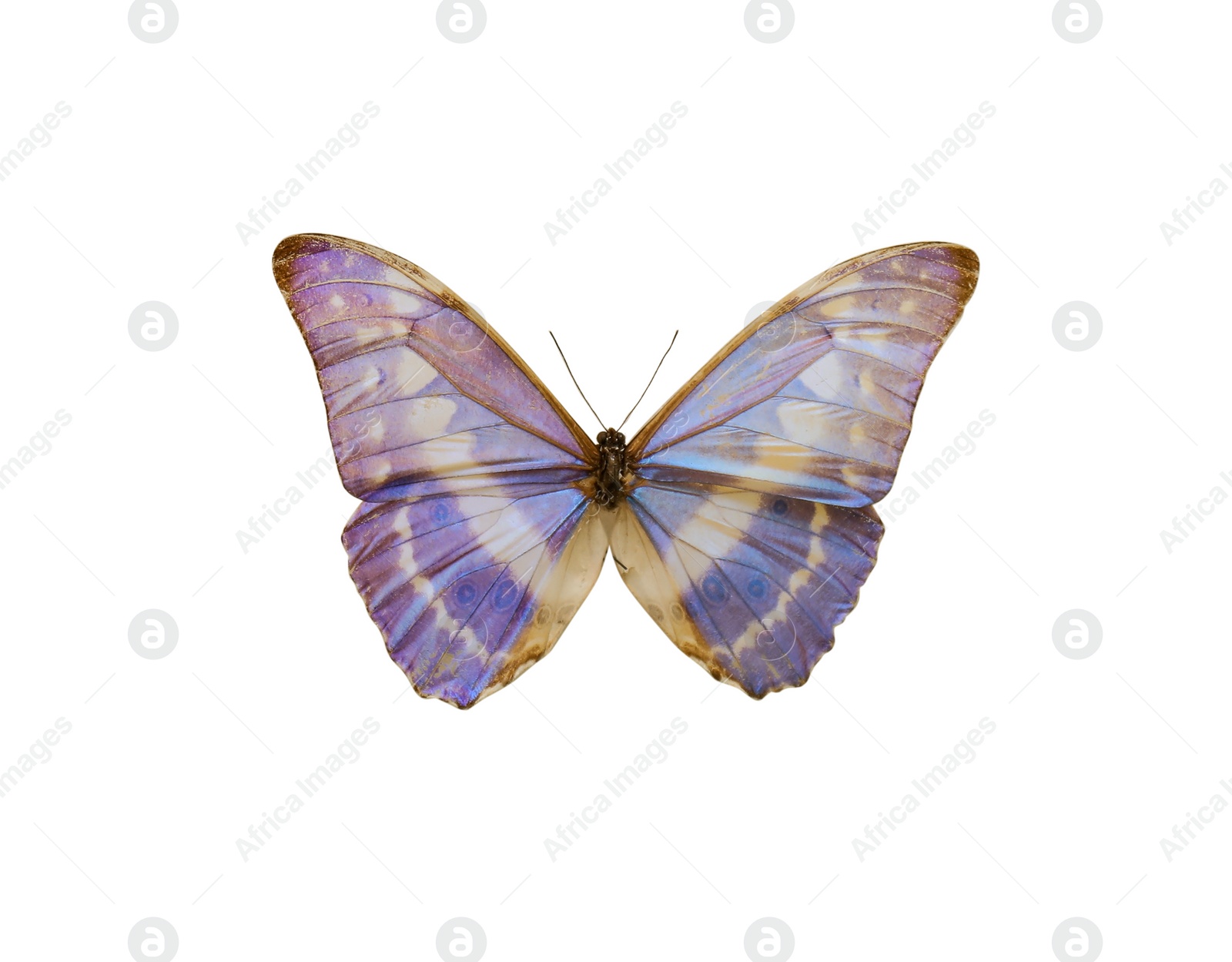 Image of Beautiful fragile exotic butterfly on white background
