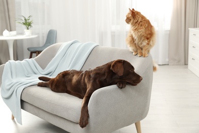 Cat and dog together on sofa indoors. Fluffy friends