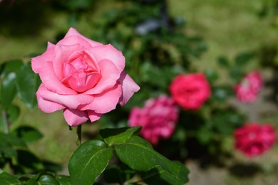 Photo of Beautiful pink rose flower blooming outdoors, closeup. Space for text