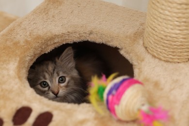 Photo of Cute fluffy kitten exploring cat tree at home