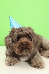 Photo of Cute Maltipoo dog wearing party hat on white table against green background. Lovely pet