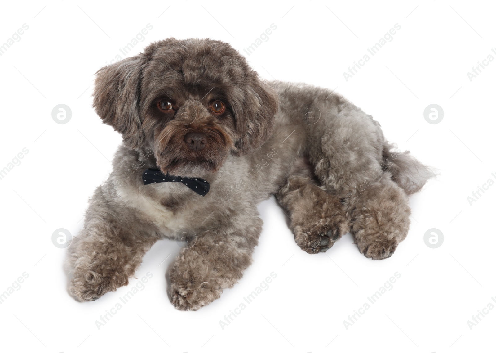 Photo of Cute Maltipoo dog with bow tie on white background. Lovely pet