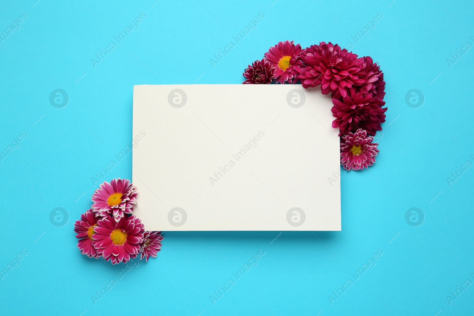 Photo of Beautiful chrysanthemum flowers and blank card on light blue background, flat lay. Space for text