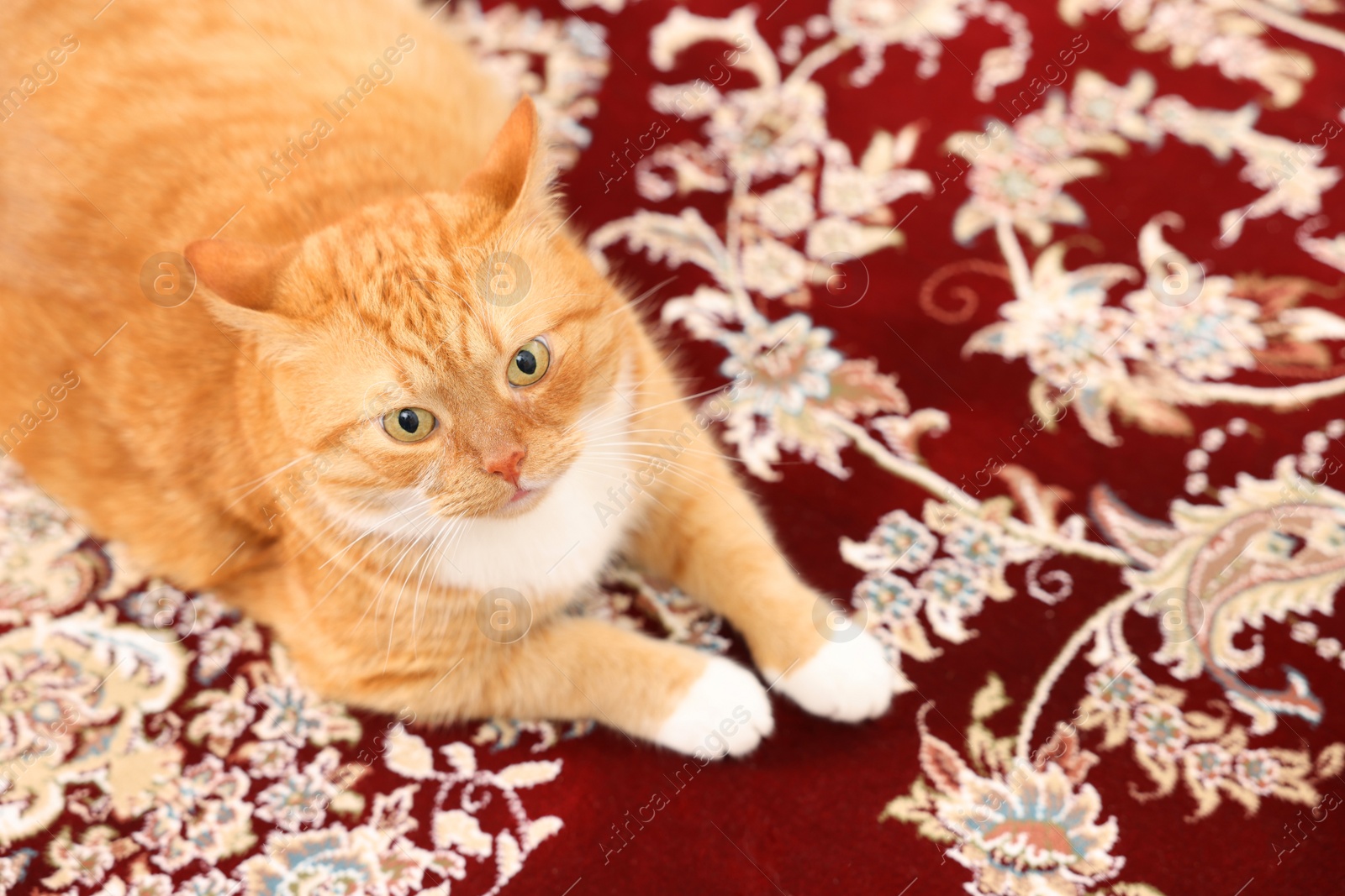 Photo of Cute ginger cat lying on carpet with pattern. Space for text