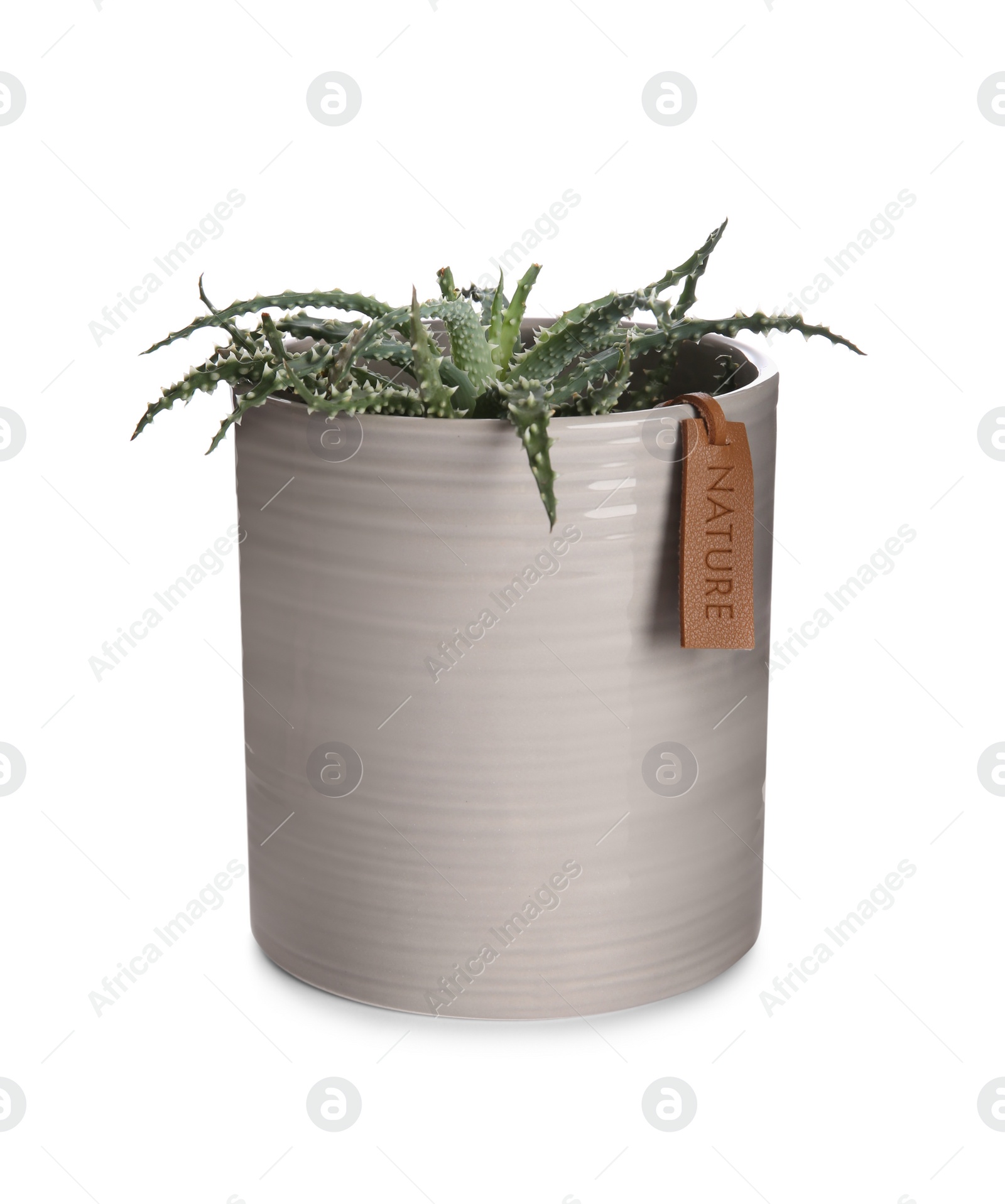 Photo of Beautiful succulent plant in pot isolated on white. Interior accessory